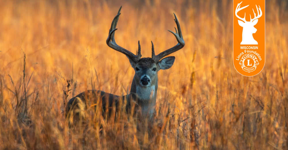 Everything You Need to Know About Deer Hides for Lions Camp